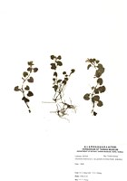 藏品(金絲薄荷)的圖片